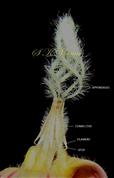  Stamens